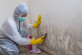 Best Mold Damage Restoration  in St Hedwig, TX